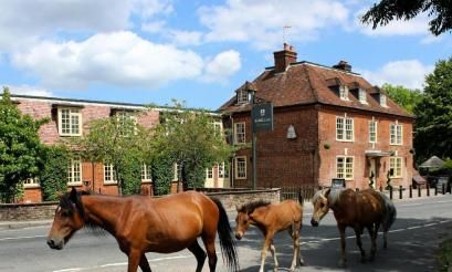 Image of the accommodation - The Bell Inn Lyndhurst Hampshire SO43 7HE
